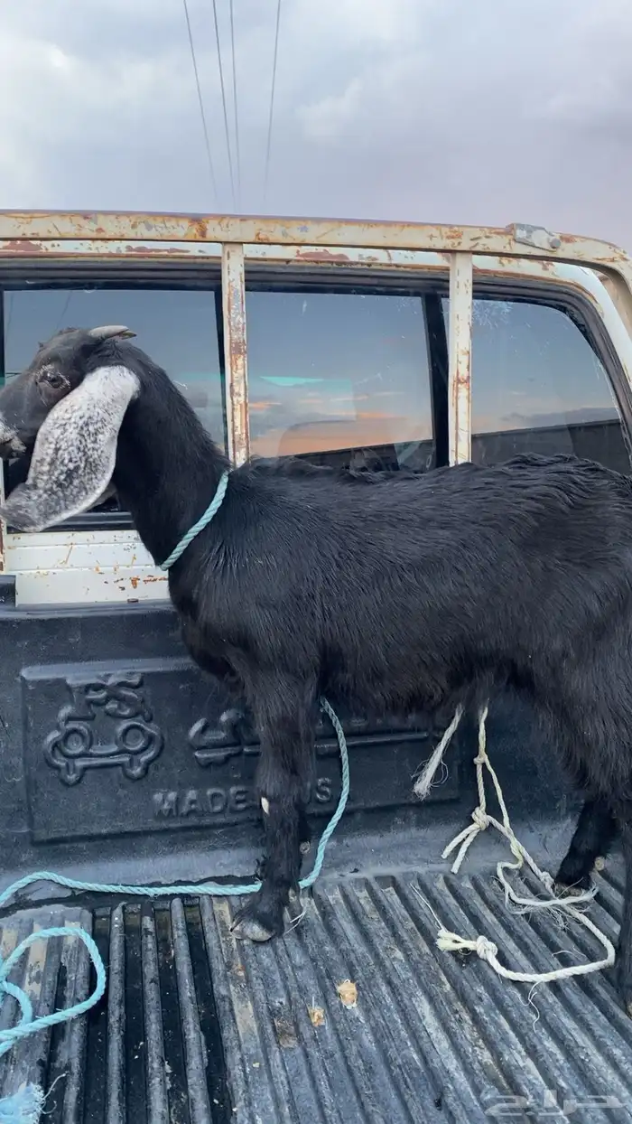 عناق فل شحم 0