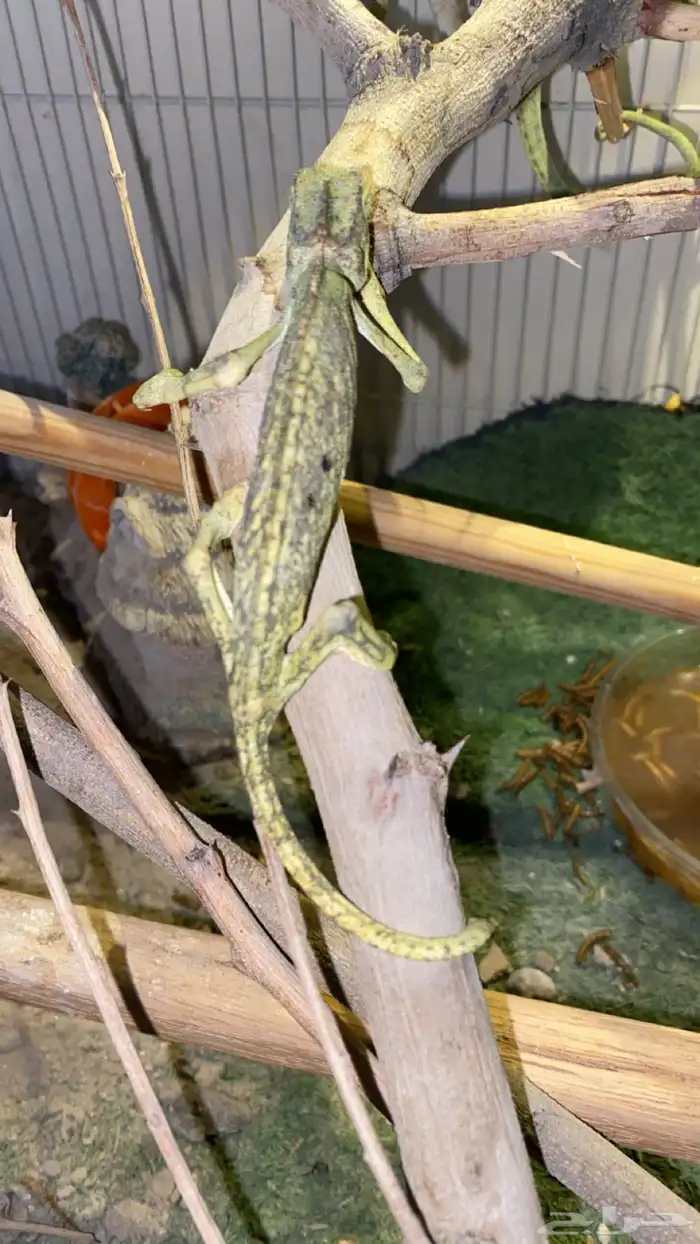 حرباء تغير الوان 5