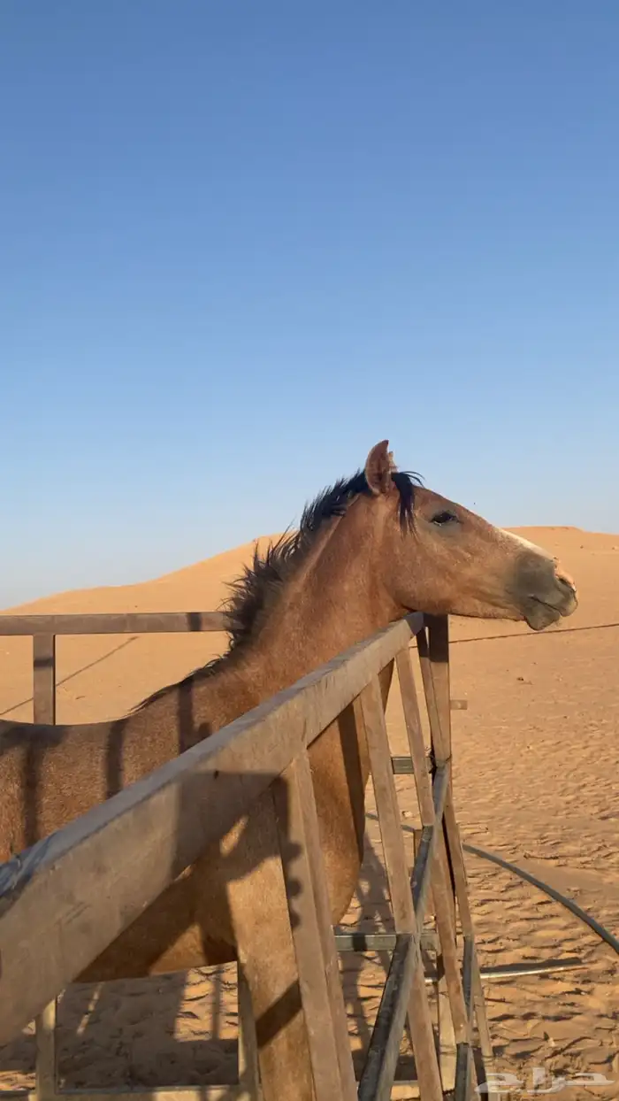 مهر واهو جزيري 4