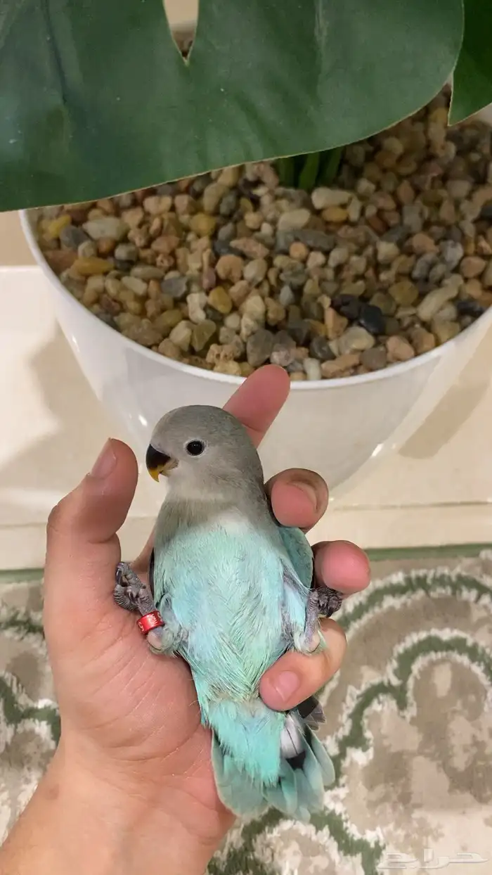 فرخ روز (( تممم البيعع )) 2