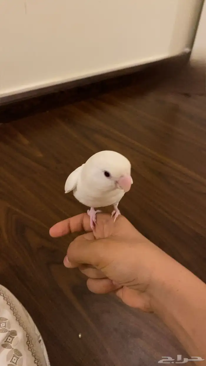 عصفور روز اليف جدا هدد خراجي داخلي 4