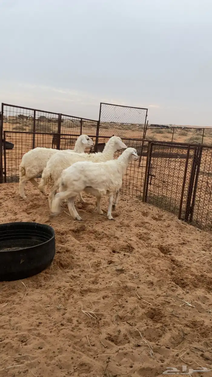 حريات. جذعات. العمر 4 ش 0