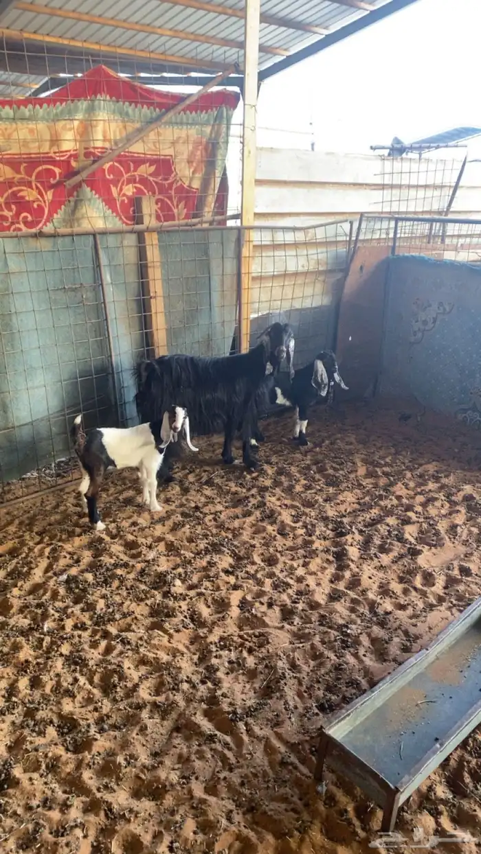 عنز تحتها اثنين 1