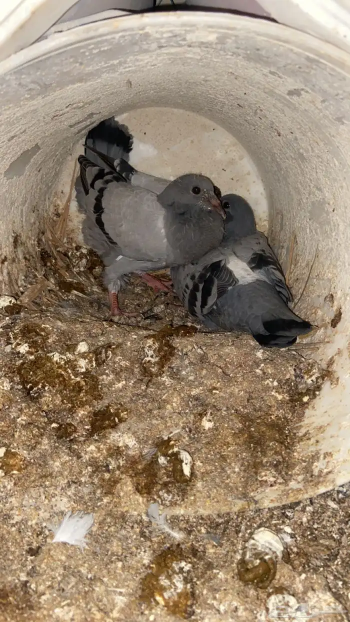 فراخ حمام زاجل 8