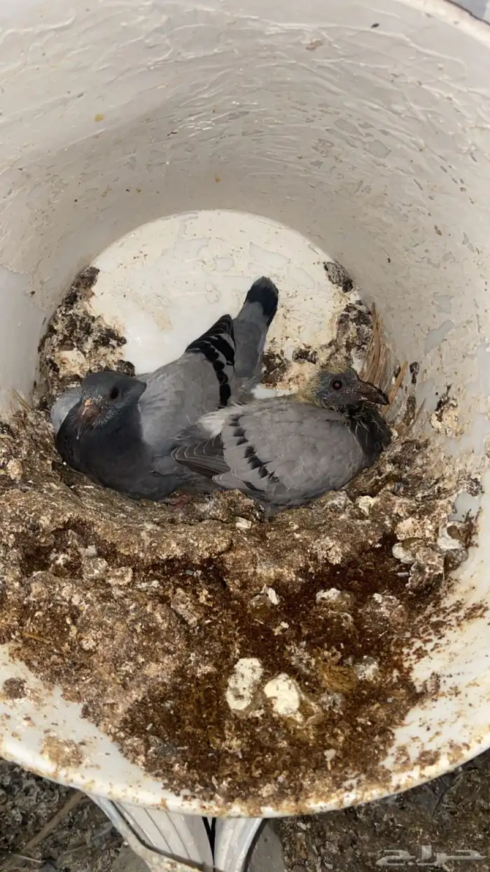 فراخ حمام زاجل 7