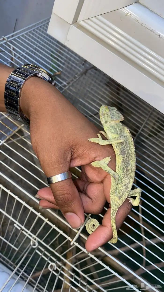 حرباء تغير الوان 2