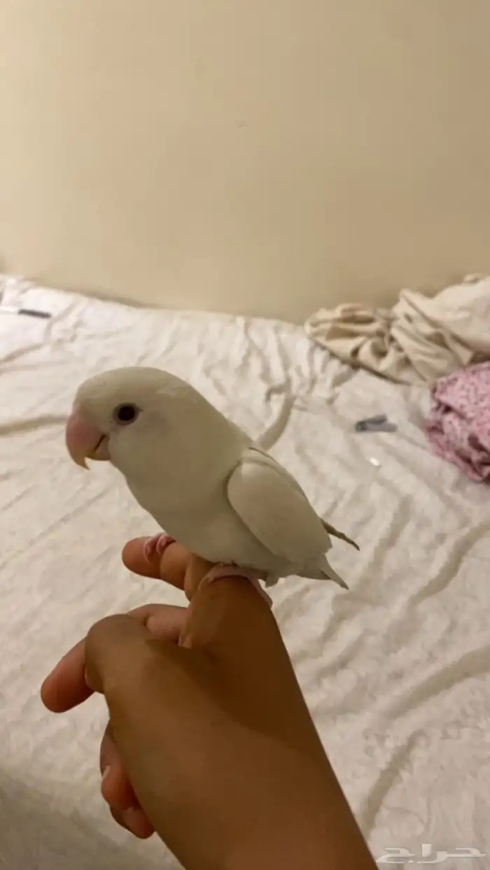 عصفور روز اليف جدا هدد خراجي داخلي 1