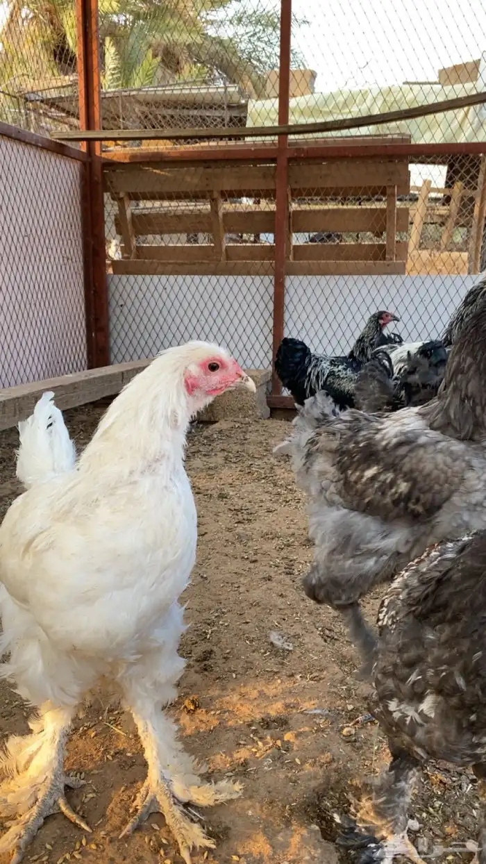 فراريج براهما وبراهما هجين تركي 1