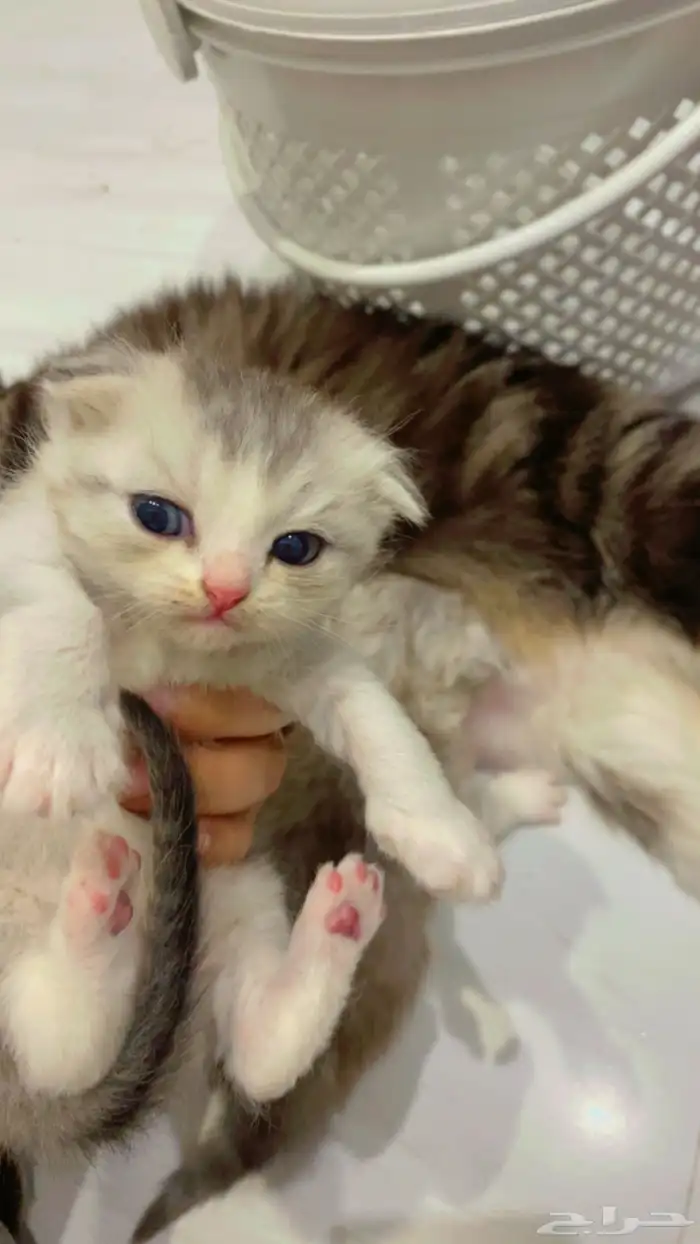 قطه للتبني مع اطفالها 1