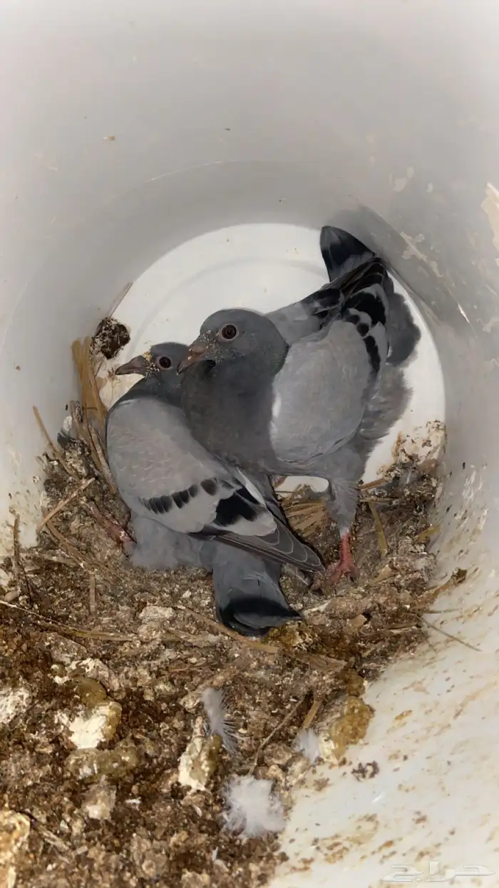 فراخ حمام زاجل 1