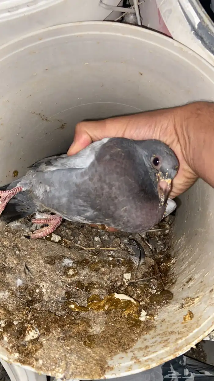 فراخ حمام زاجل 4