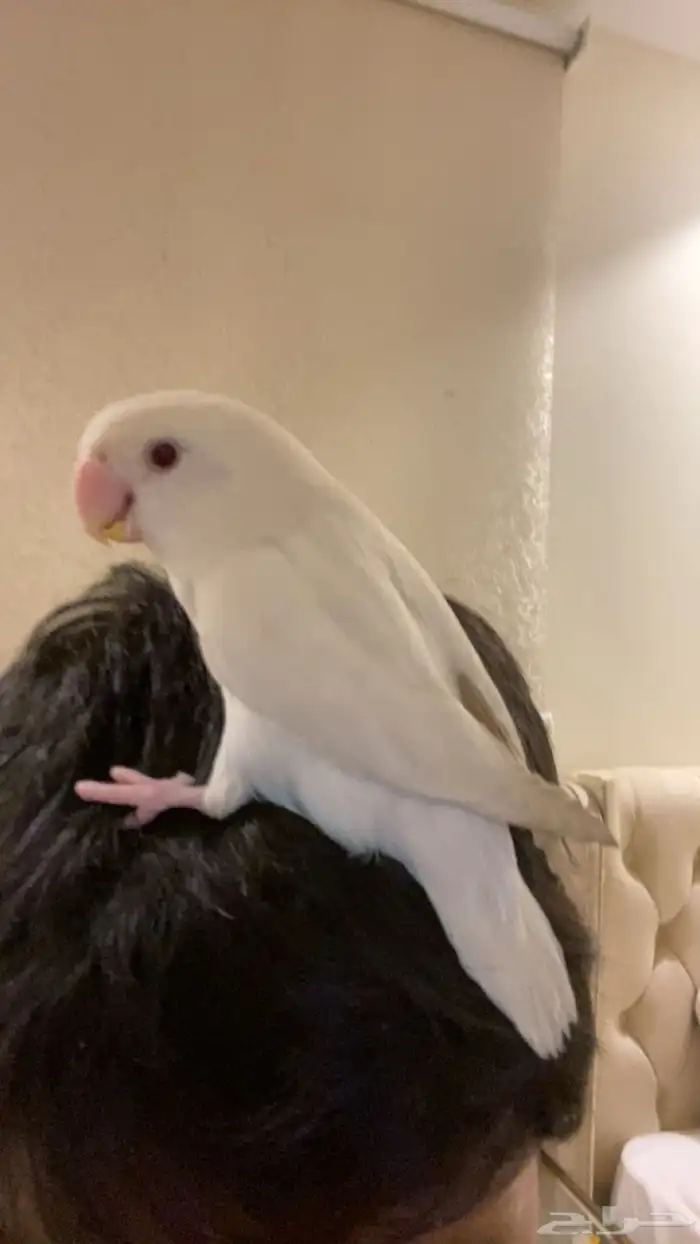 عصفور روز اليف جدا هدد خراجي داخلي 2