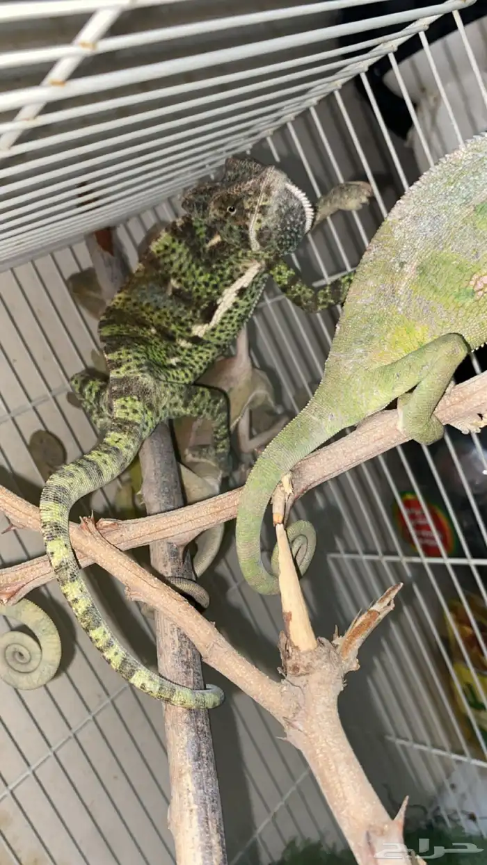 حرباء تغير الوان 1