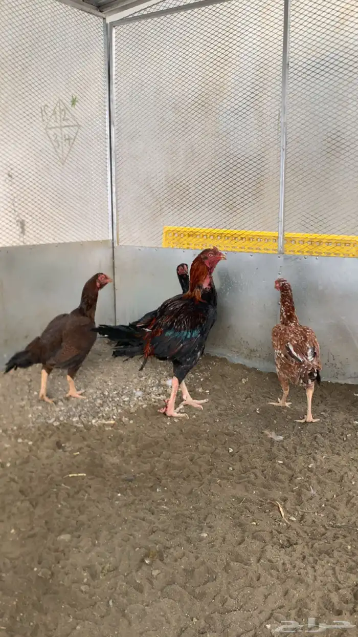 دجاج بكستاني 0