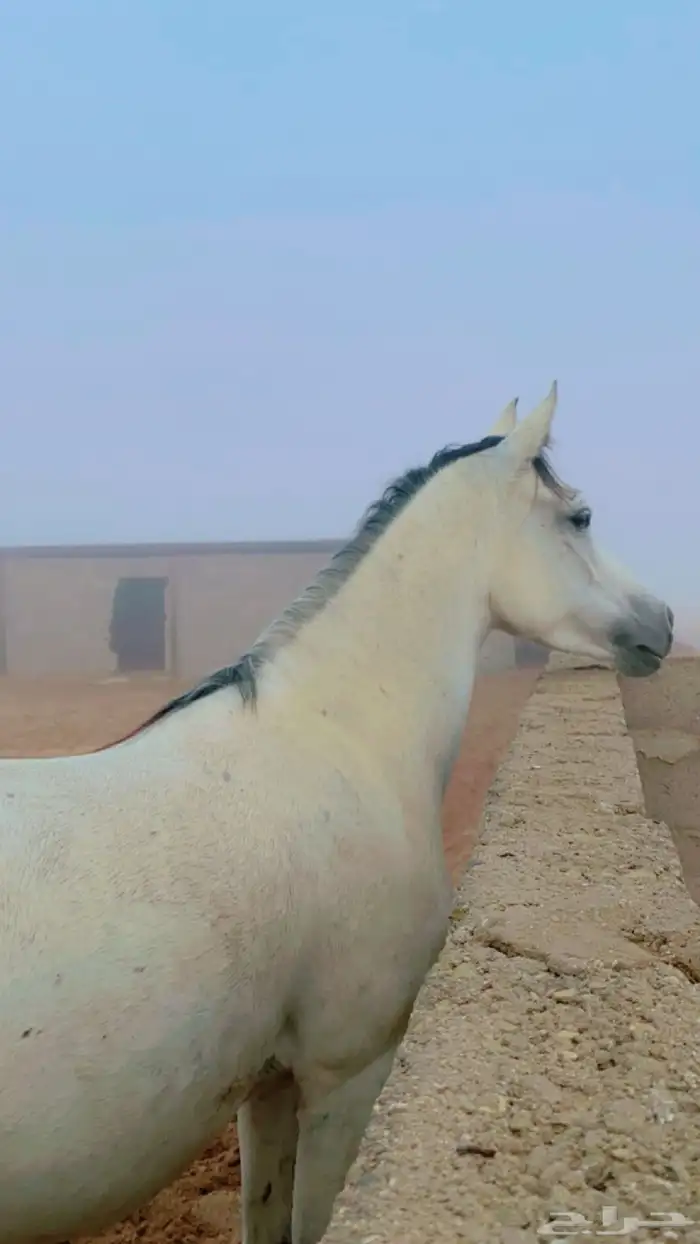 فرس خلفه معه مهر طيب والفرس كفو 0