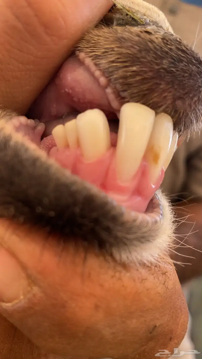 معزا عنز مشروكه معها جفره 2