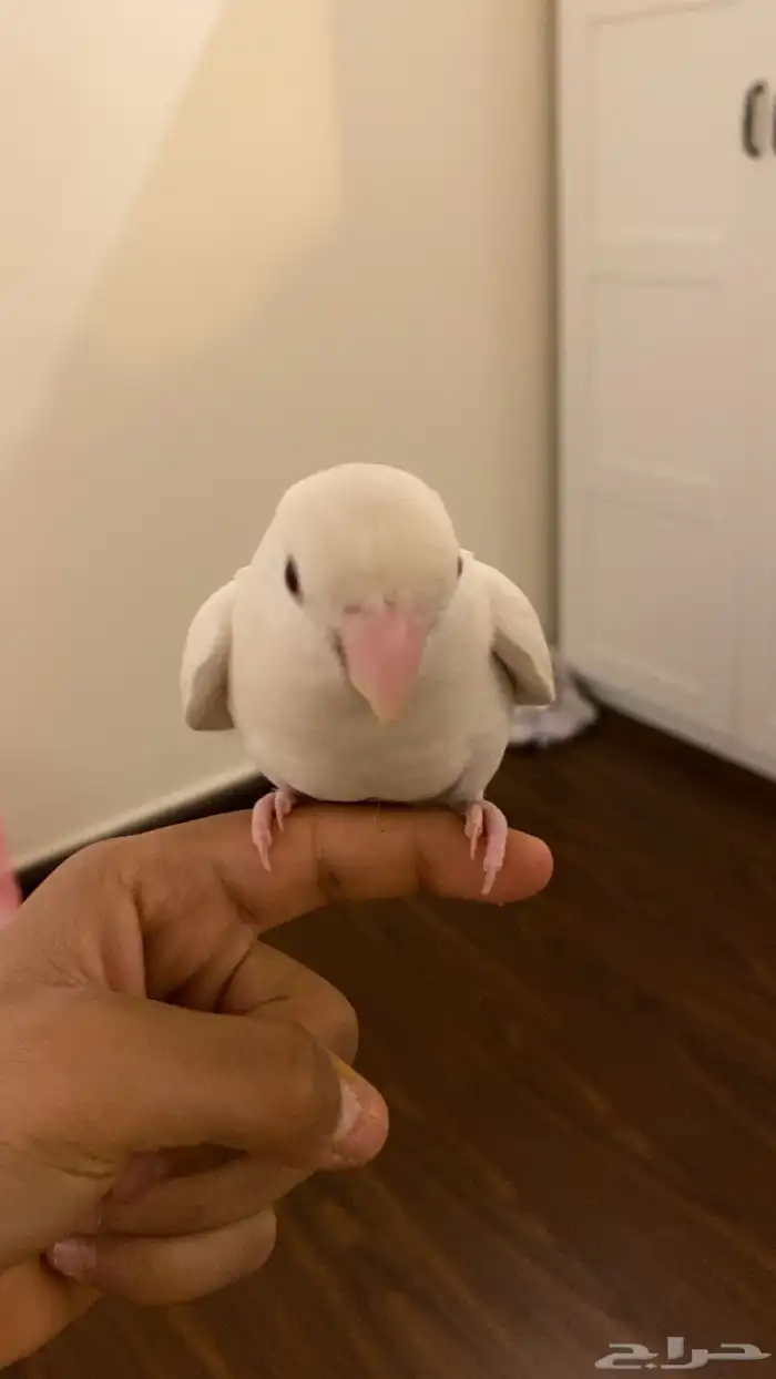 عصفور روز اليف جدا هدد خراجي داخلي 5