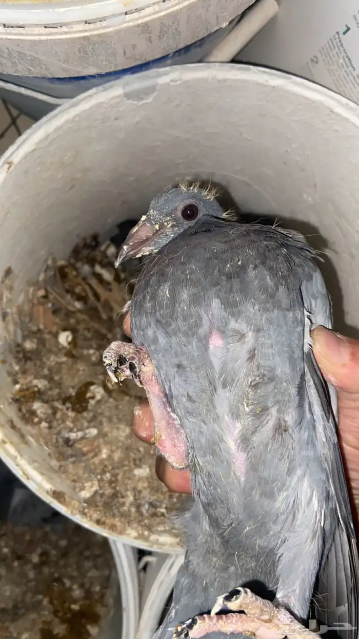 فراخ حمام زاجل 9