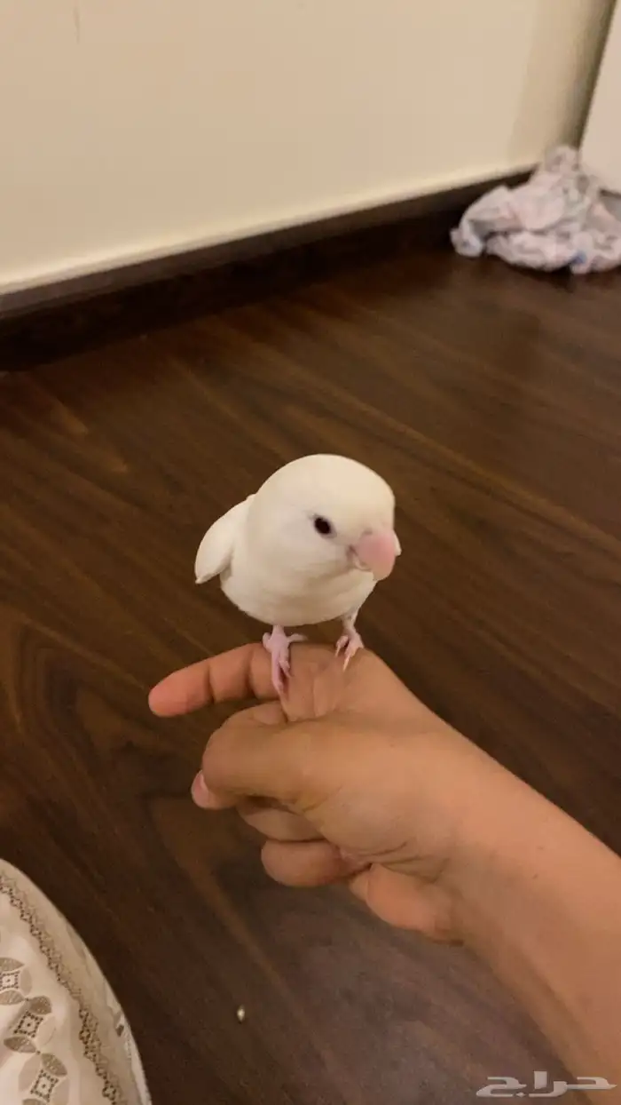 عصفور روز اليف جدا هدد خراجي داخلي 3