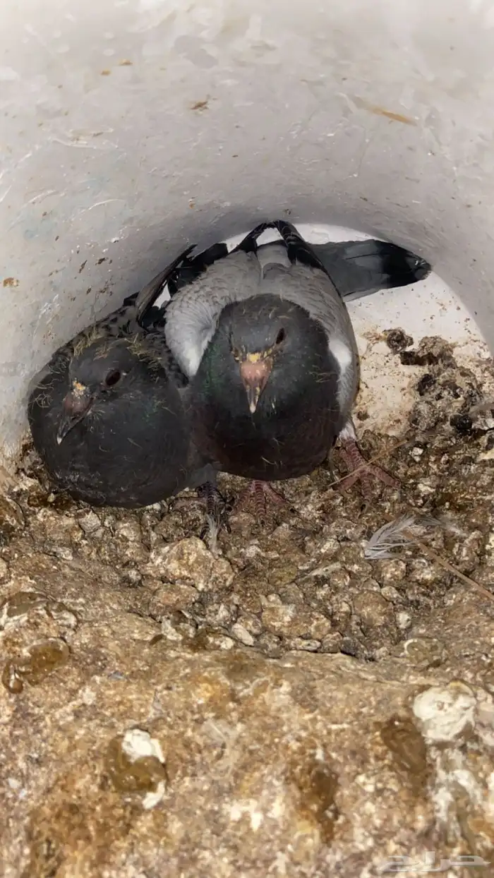 فراخ حمام زاجل 2