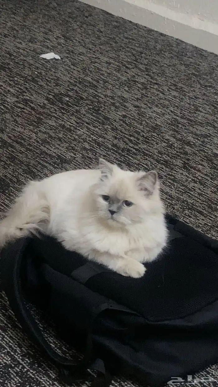 قط عمره 1سنه انسام 450 للبيع 0