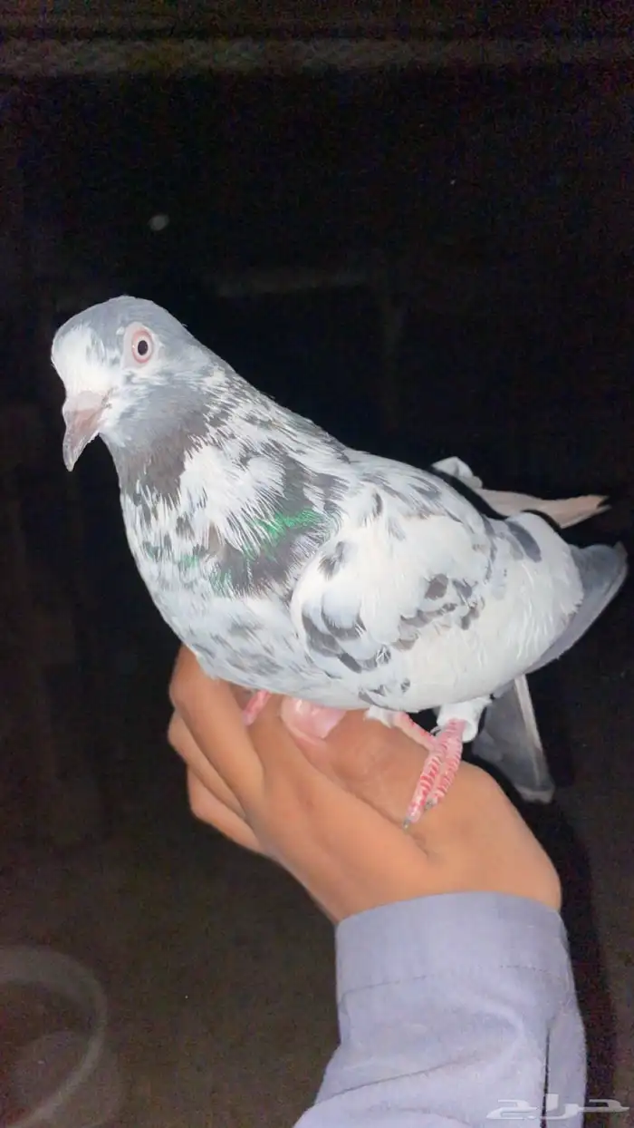 حم ام باكستاني 1