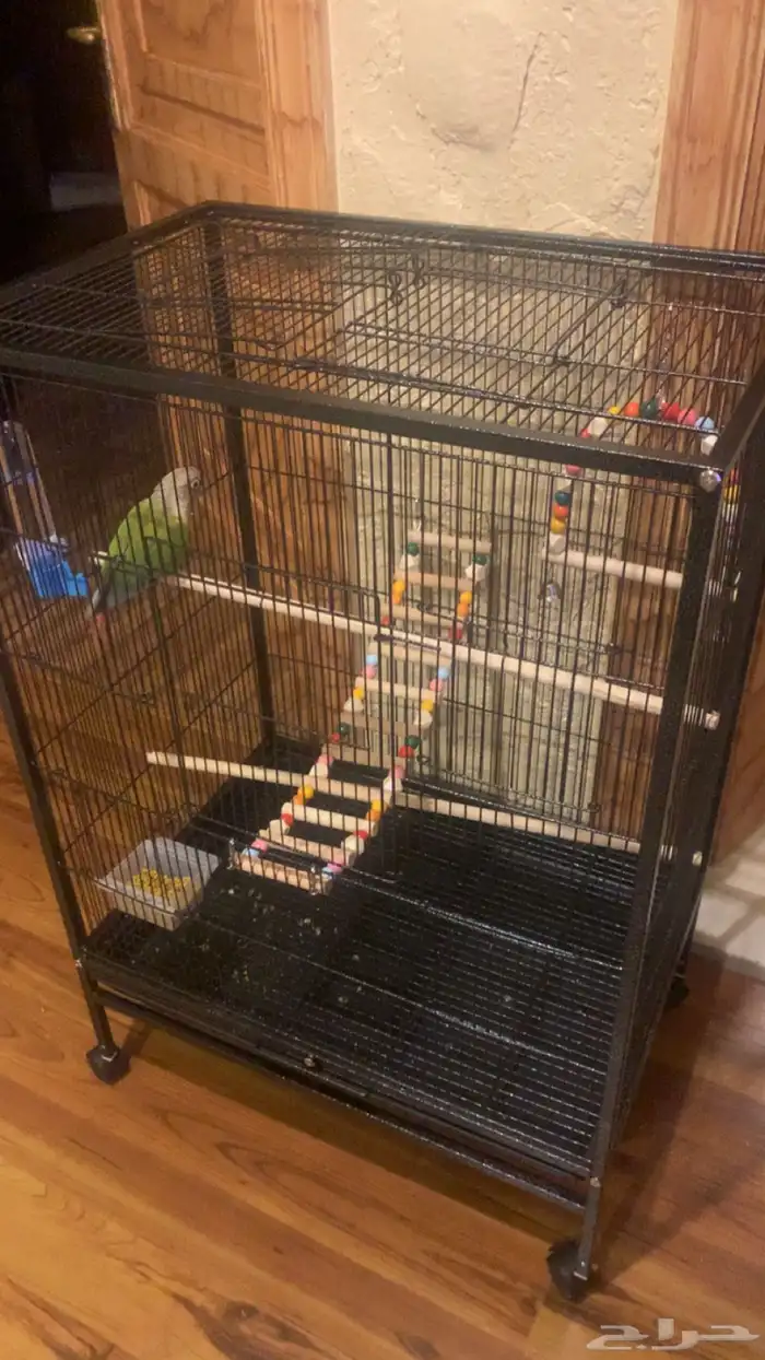 كنيور اليف وهدد خارجي ومتكلم 2