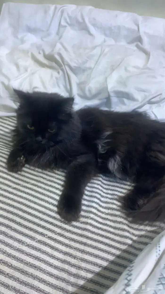 ثلاث قطط لطيفه وحلوه 2