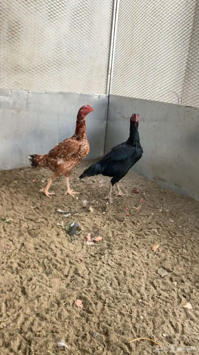 دجاج بكستاني 1