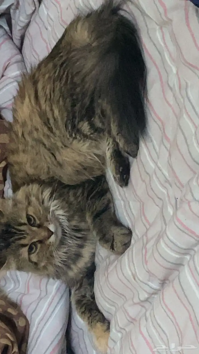 قطوه أنثى للتبني السبب ماعندي القدره اني اجيب احتياجاتها 0