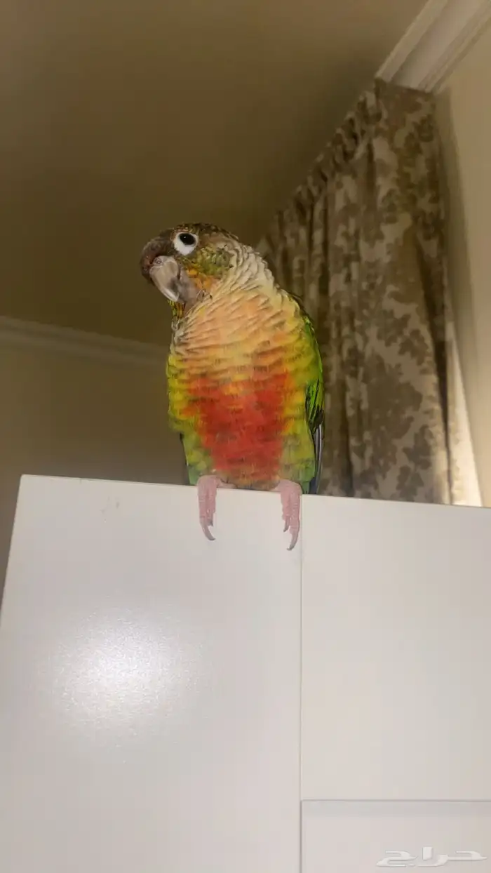 ببغاء كنيور ( أليف   يرقص   يتكلم ) 3