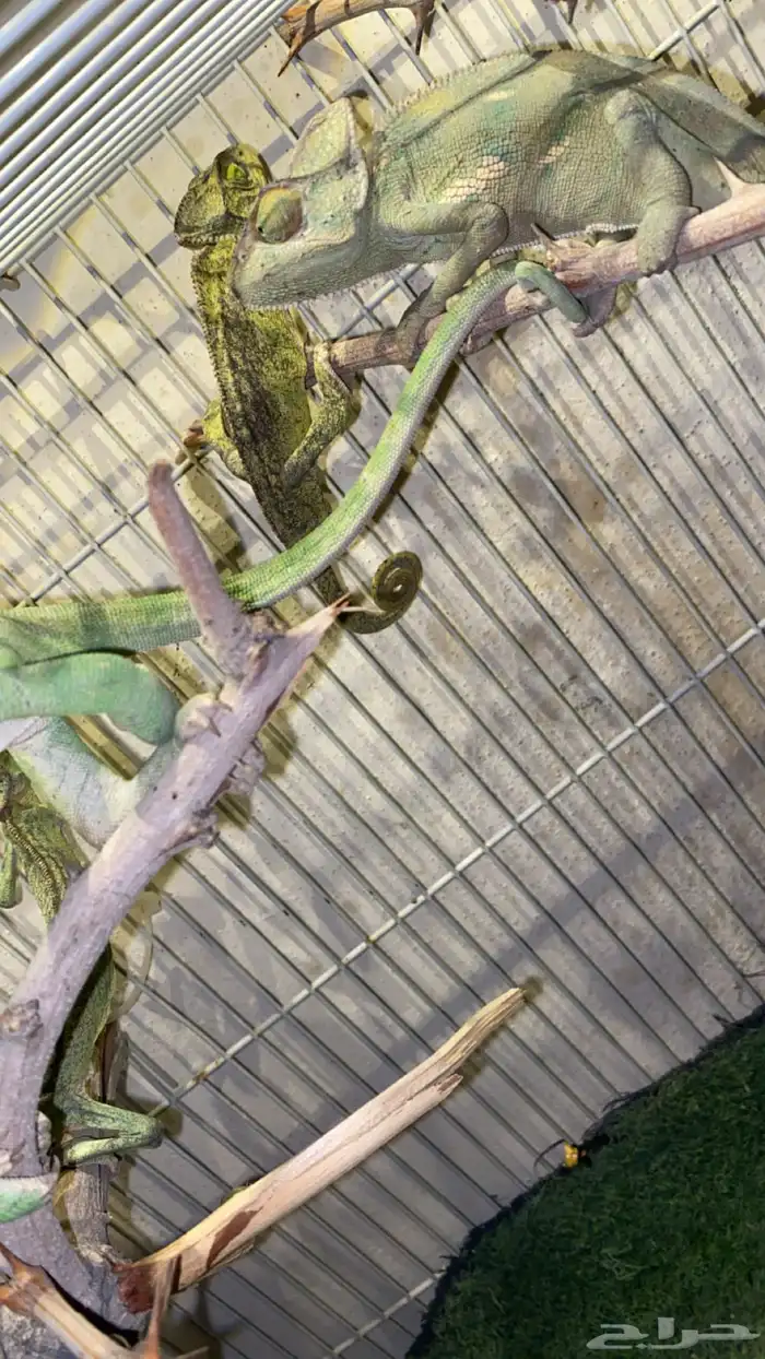 حرباء تغير الوان 0