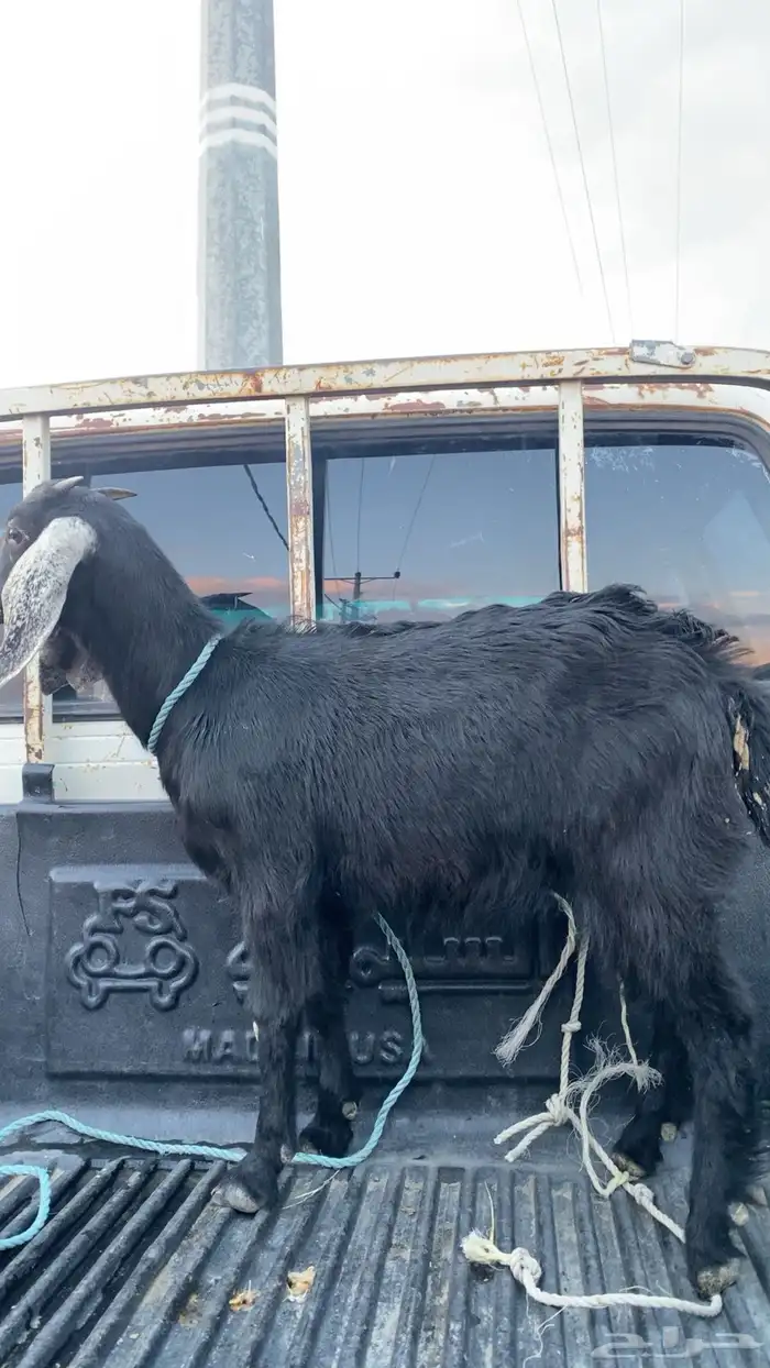 عناق فل شحم 2