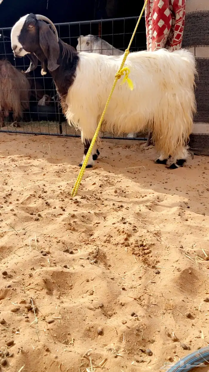 معزا عنز مشروكه معها جفره 0