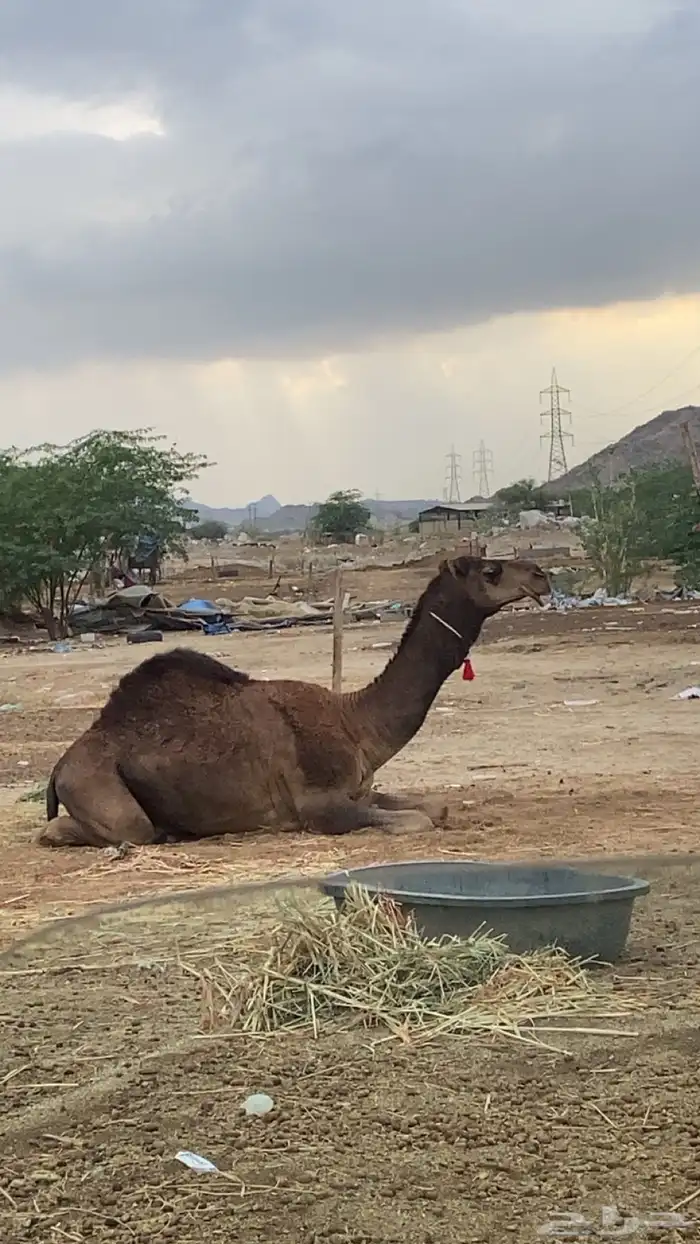 قعود السن ثني 0