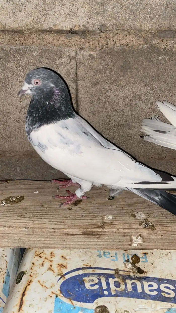 حم ام باكستاني 2