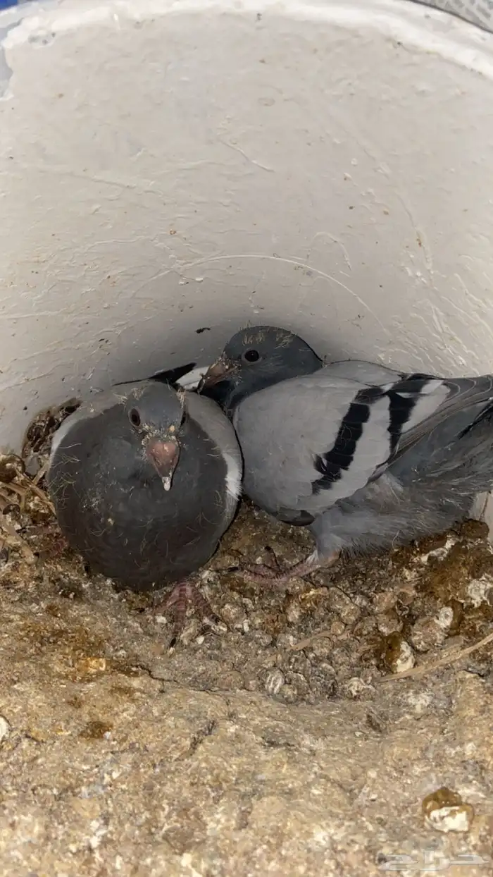 فراخ حمام زاجل 3