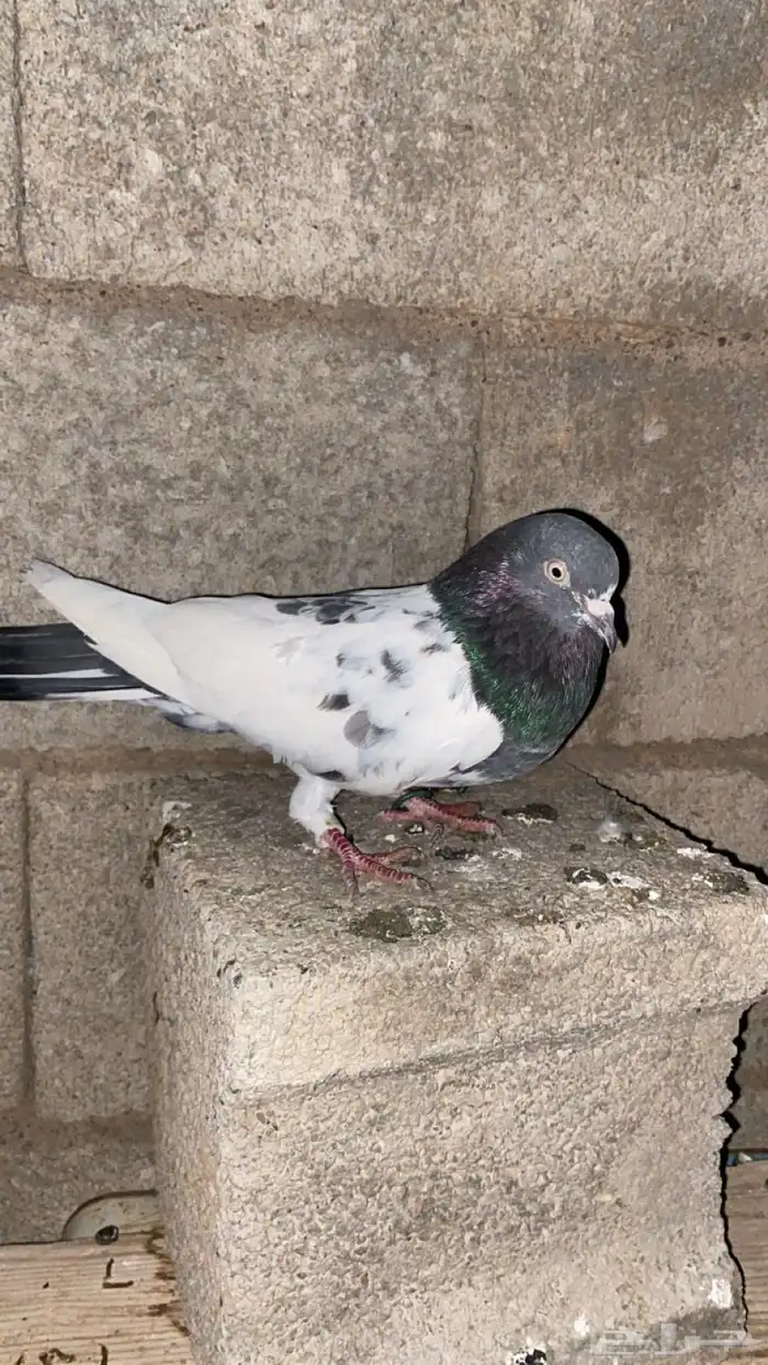 حم ام باكستاني 3