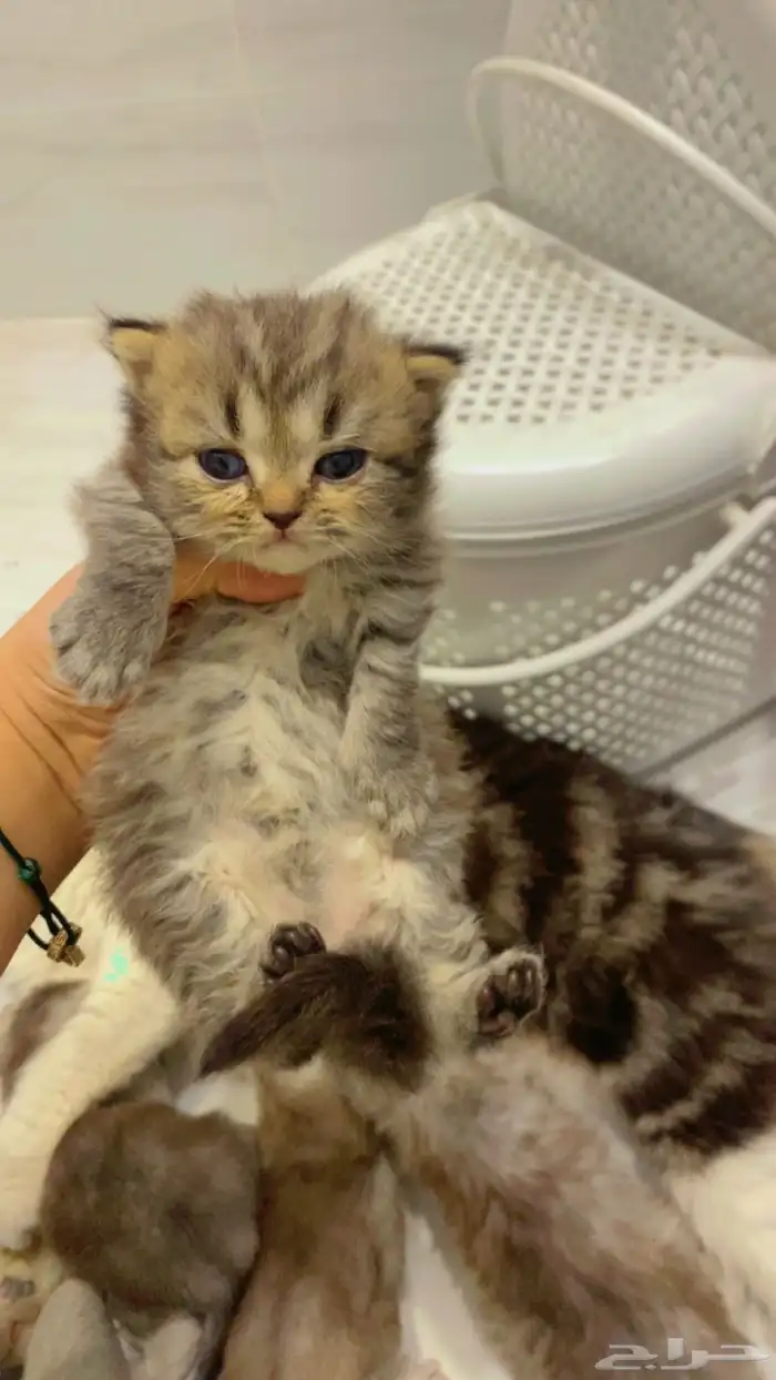 قطه للتبني مع اطفالها 5