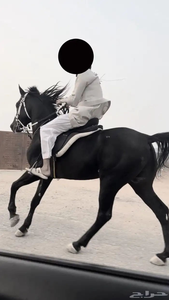 خيل 2