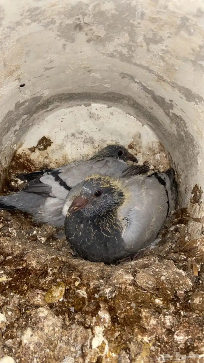 فراخ حمام زاجل 0