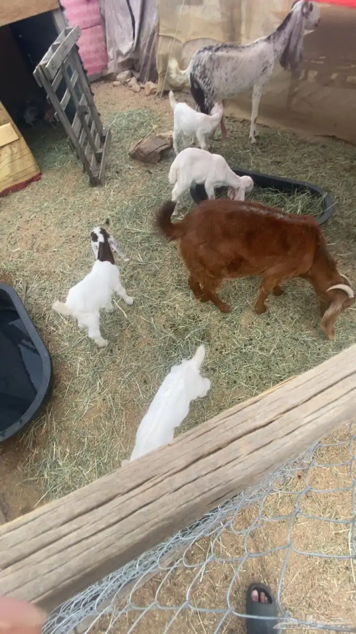 معزا وحده عارضيه ووحده هولنديه 1