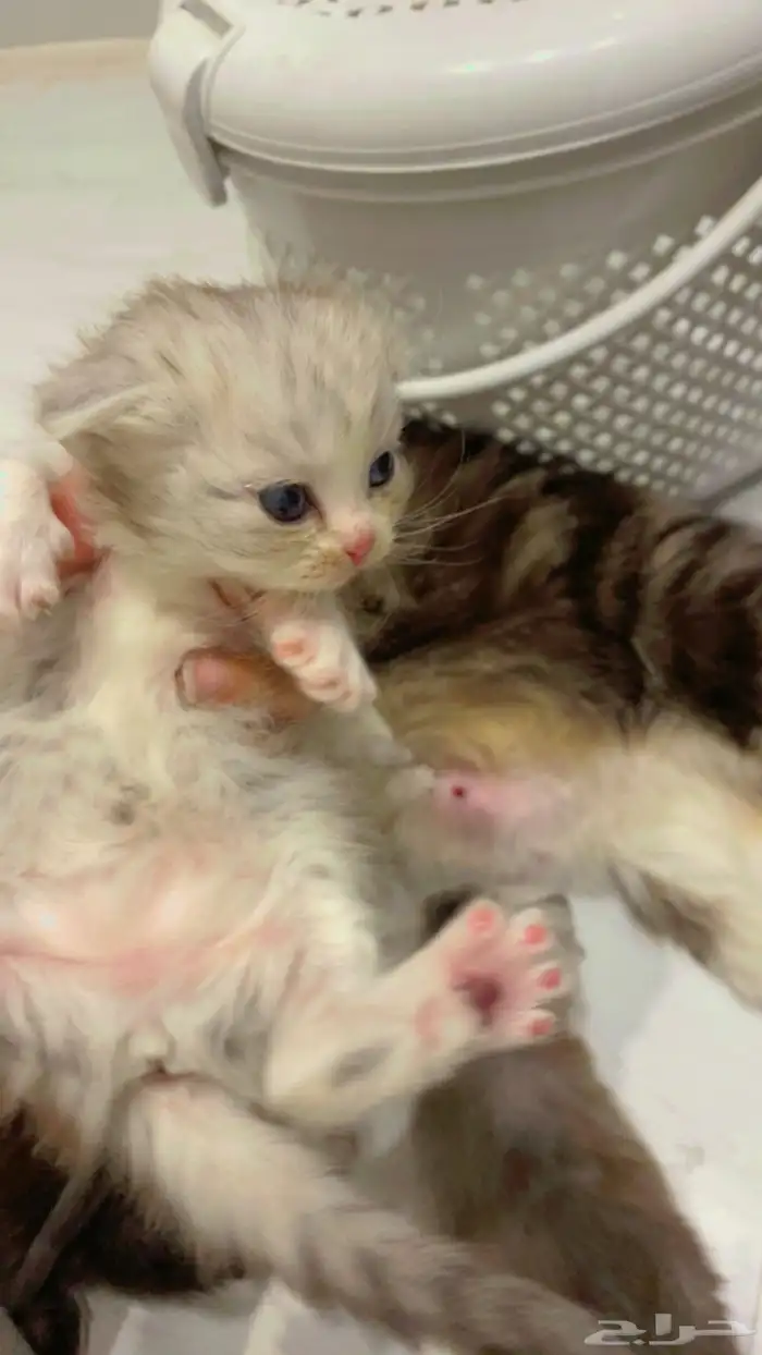قطه للتبني مع اطفالها 2