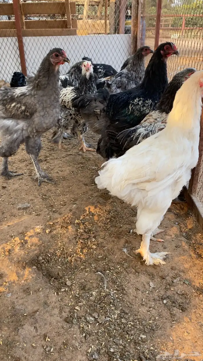 فراريج براهما وبراهما هجين تركي 2