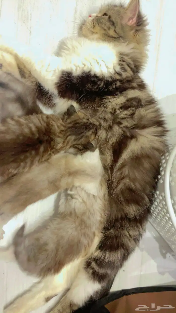 قطه للتبني مع اطفالها 0