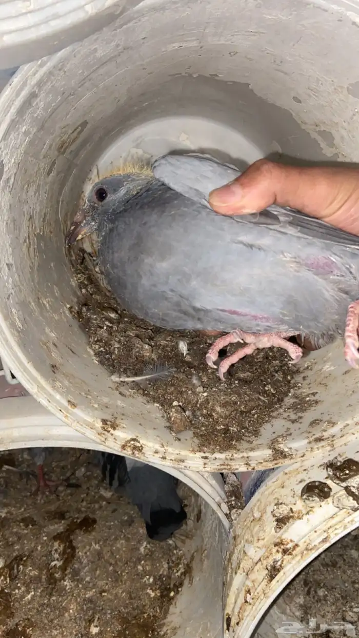 فراخ حمام زاجل 11