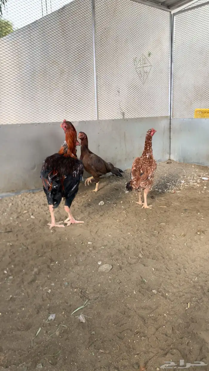 دجاج بكستاني 3