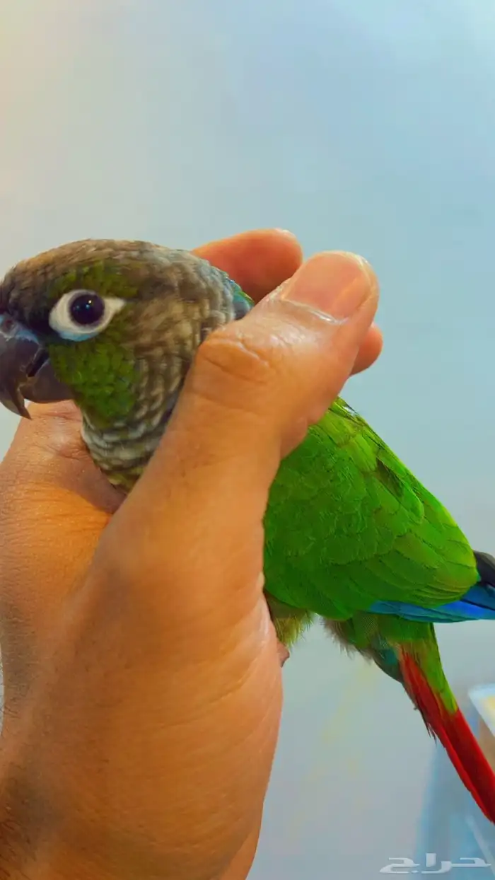 كنيور قرين شك تم البيع خارج الموقع 1