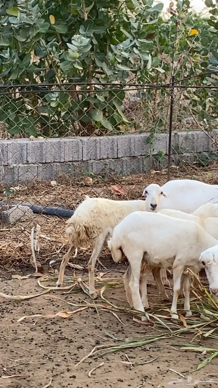 رخل حري السن ثنيه 1