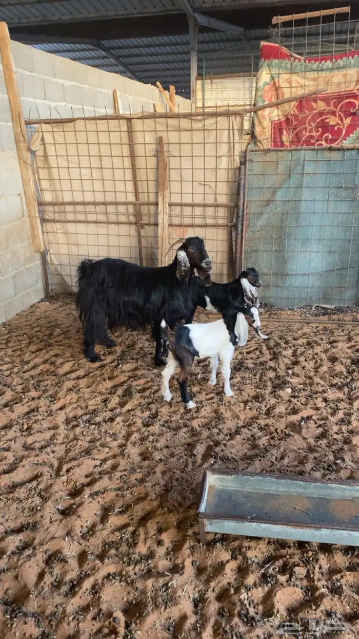 عنز تحتها اثنين 2